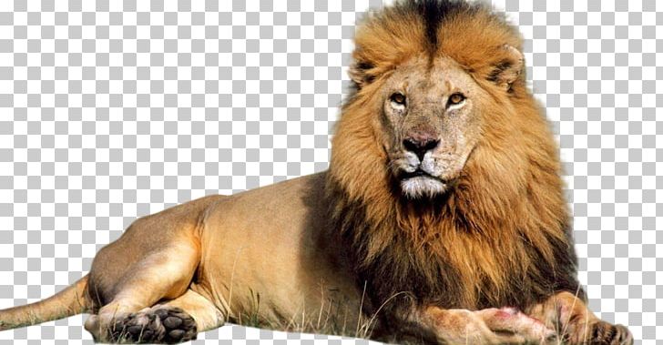 East African Lion Felidae Roar Leopard Cat PNG, Clipart, Animal, Animals, Aslan, Big Cats, Carnivoran Free PNG Download