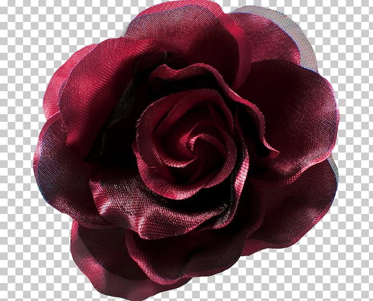 Garden Roses Cabbage Rose Floribunda Cut Flowers Petal PNG, Clipart, Cut Flowers, Floribunda, Flower, Flowering Plant, Garden Free PNG Download