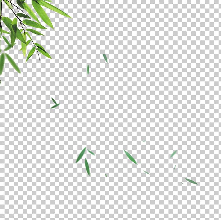 Bamboo Leaf Skin PNG, Clipart, Angle, Area, Bamboo, Bamboo Leaves, Comedo Free PNG Download