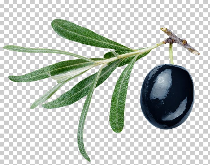 Gemlik Olive Olive Oil Malfouf Salad PNG, Clipart, Background Black, Black Background, Black Board, Black Hair, Black White Free PNG Download