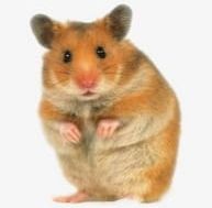Hamsters PNG, Clipart, Animal, Hamsters, Hamsters Clipart, Lovely Free PNG Download