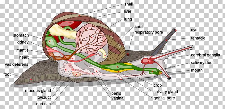 Land Snail Anatomy Gastropods Cornu Aspersum PNG, Clipart, Anatomy, Animals, Area, Burgundy Snail, Cone Snails Free PNG Download