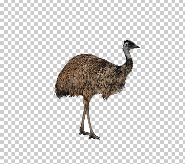 Common Ostrich Palaeognathae Struthioniformes Kiwis Ratite PNG, Clipart, 3d Animation, Animals, Animation, Anime Character, Anime Eyes Free PNG Download