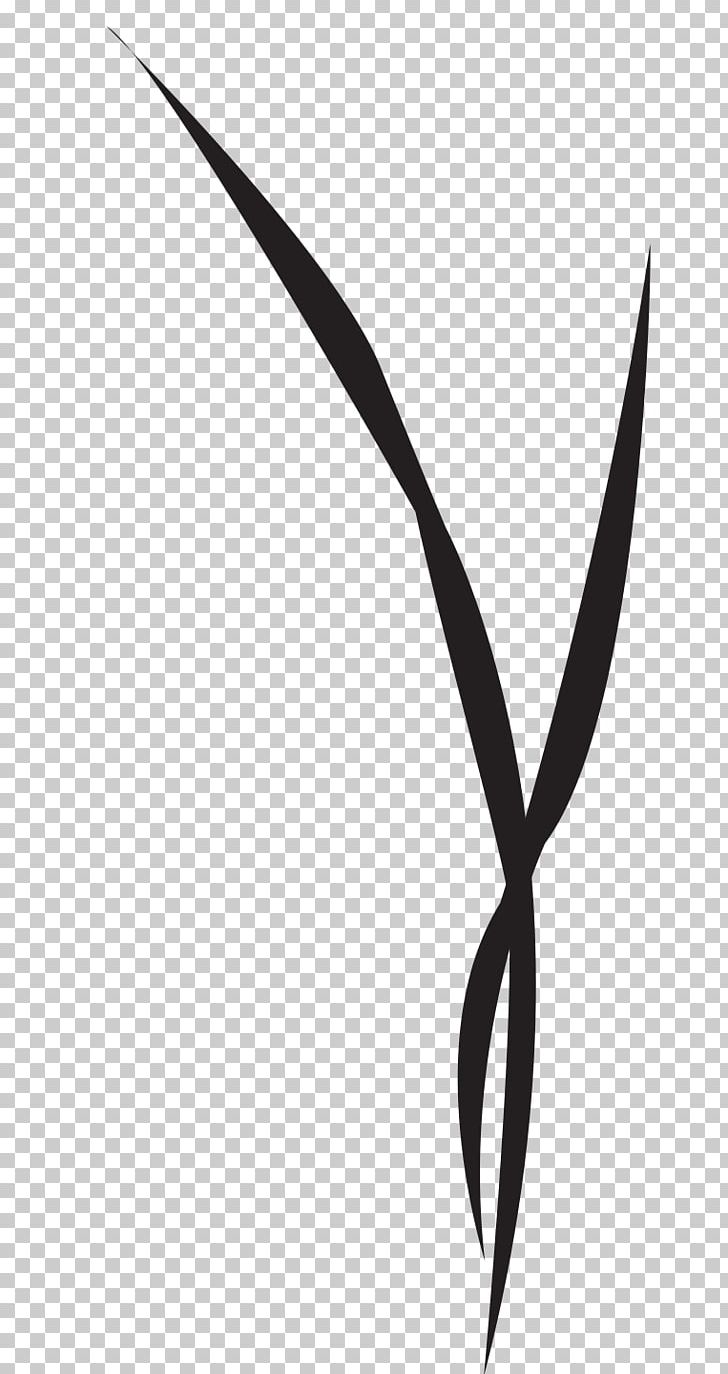 Leaf Plant Stem Line White PNG, Clipart, Black And White, Branch, Branching, Grass, Graze Free PNG Download
