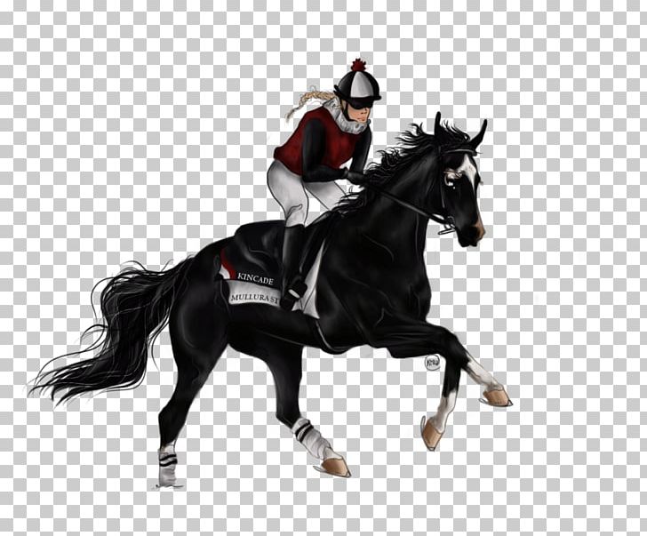 Stallion English Riding Rein Mustang Equestrian PNG, Clipart, Animal Sports, Bridle, English Riding, Equestrian, Equestrianism Free PNG Download