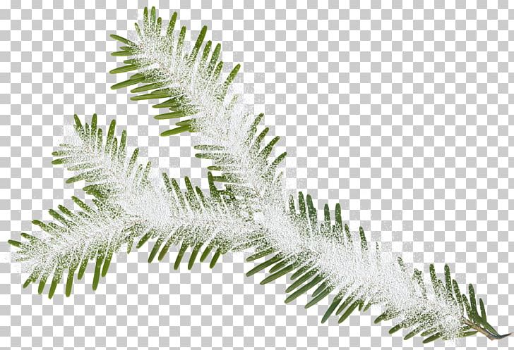 Christmas Tree Leaf Christmas Ornament PNG, Clipart, Branch, Christmas, Christmas Gift, Christmas Ornament, Christmas Tree Free PNG Download