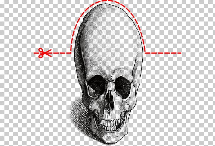 Drawing Nose Skull Jaw PNG, Clipart, 3d Computer Graphics, Bone, Drawing, Ear, Face Free PNG Download