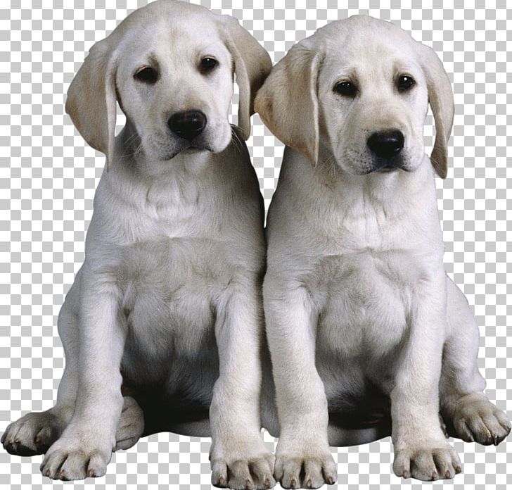 Genetics And The Social Behavior Of The Dog Pet Sitting Puppy Dog Behavior PNG, Clipart, Ancient Dog Breeds, Animals, Bark, Behavior, Carnivoran Free PNG Download