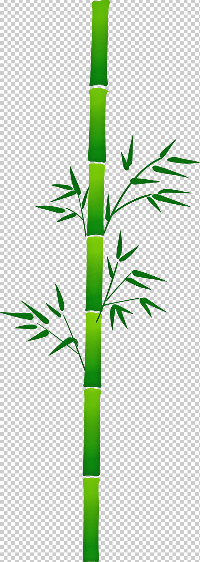 Bamboo Leaf PNG, Clipart, Bamboo, Elymus Repens, Flower, Grass, Grass Family Free PNG Download