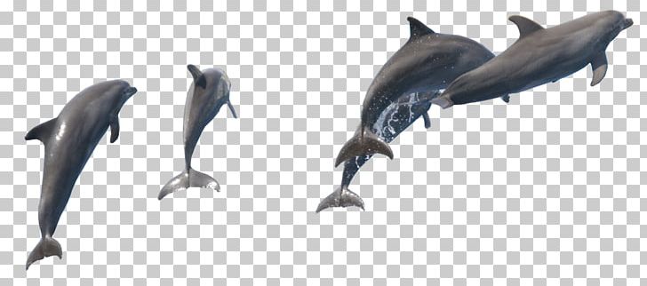 Common Bottlenose Dolphin Porpoise Wholphin Tucuxi Short-beaked Common Dolphin PNG, Clipart, Animals, Bottlenose Dolphin, Cetacea, Dolphin, Fauna Free PNG Download