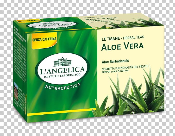 Herbal Tea Ginger Tea Amaro Fennel PNG, Clipart, Aloe, Aloe Vera, Amaro, Angelica Archangelica, Anice Free PNG Download
