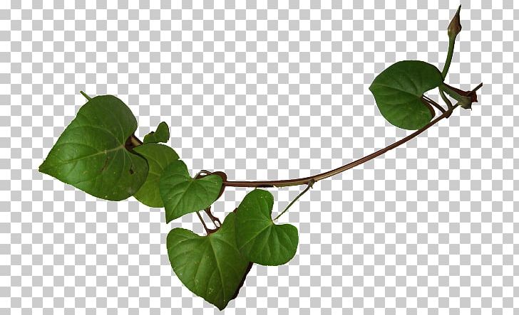 Twig Leaf Branch Follaje Photography PNG, Clipart, Branch, Desktop Wallpaper, Follaje, Ivy, Landscape Free PNG Download