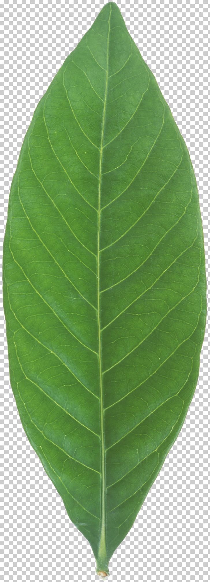 Banana Leaf Plant PNG, Clipart, Banana, Banana Leaf, Food Drinks, Leaf, Mint Leaf Free PNG Download