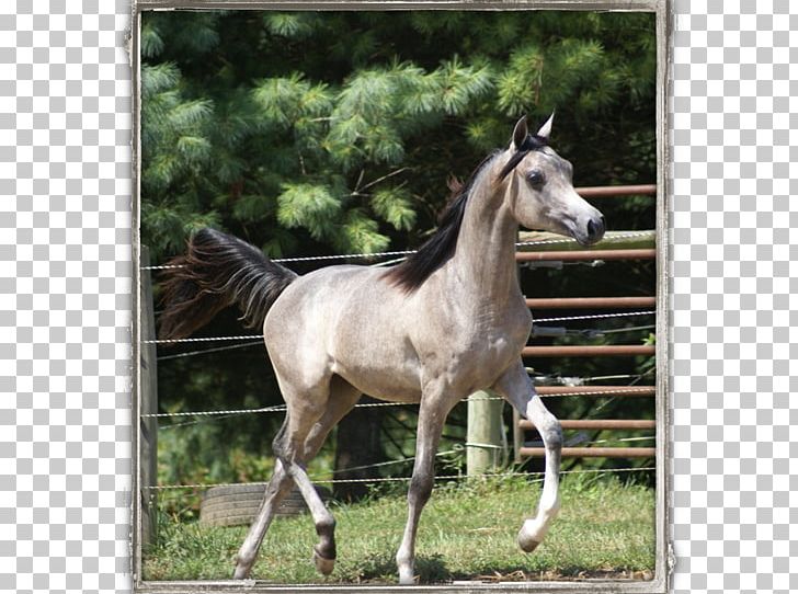 Mare Mustang Foal Stallion Colt PNG, Clipart,  Free PNG Download