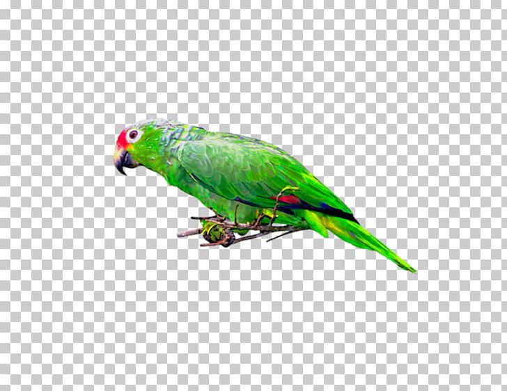 Budgerigar Bird Parrot Parakeet Macaw PNG, Clipart, Animals, Beak, Bird, Budgerigar, Common Pet Parakeet Free PNG Download