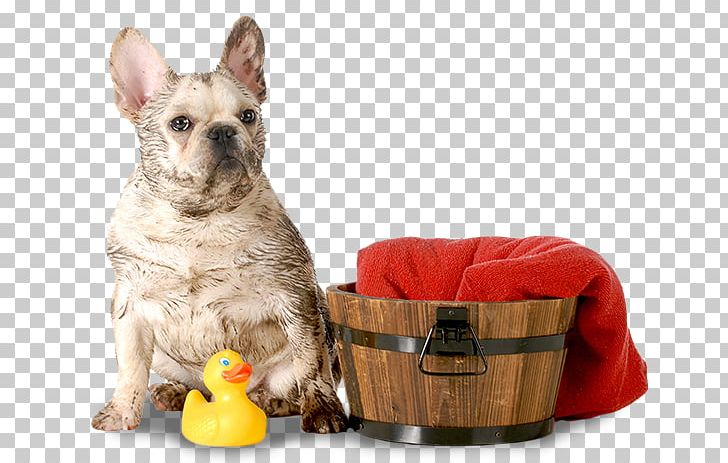 Dog Breed French Bulldog Dachshund Puppy PNG, Clipart, Bulldog, Bulldog Breeds, Companion Dog, Dachshund, Dog Free PNG Download