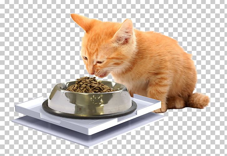 Whiskers Cat Food Dog Kitten PNG, Clipart, Animals, Ant, Ant Proof Plate, Bowl, Cat Free PNG Download
