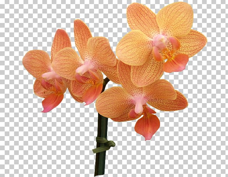 Animaatio Beauty Desktop PNG, Clipart, Animaatio, Beauty, Binary File, Cattleya, Cut Flowers Free PNG Download