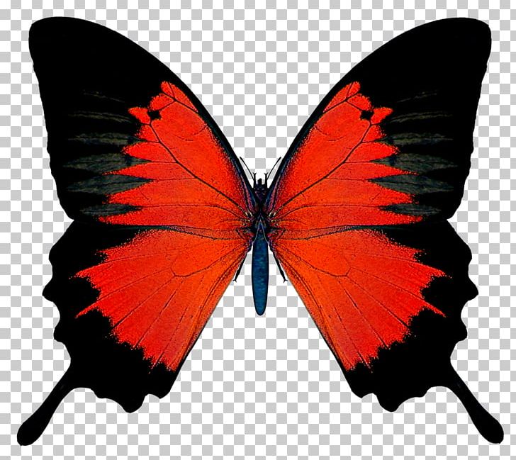 Butterfly Red Admiral PNG, Clipart, Arthropod, Black Swallowtail, Brush Footed Butterfly, Butterflies And Moths, Butterfly Free PNG Download