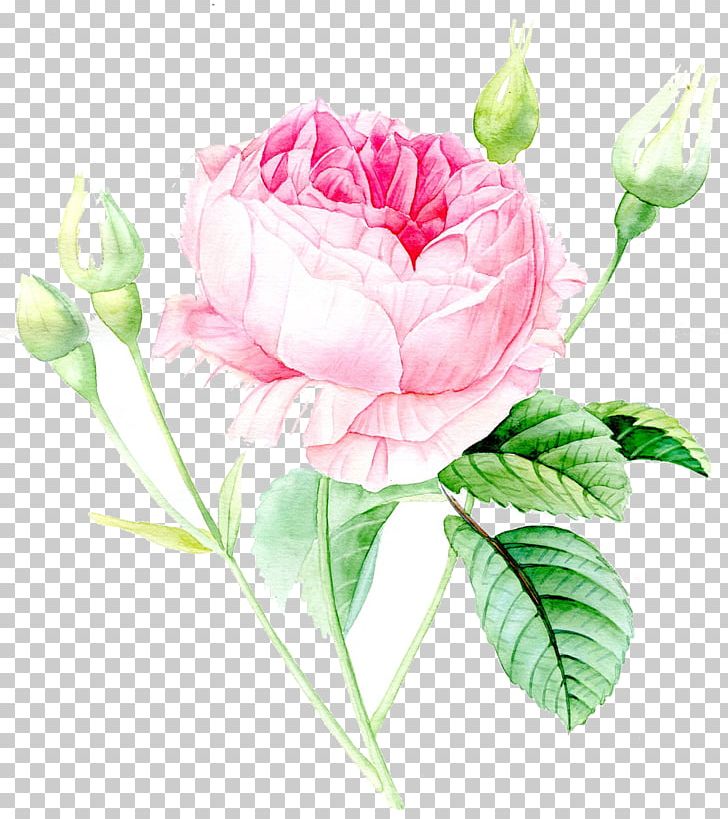 Garden Roses Watercolor Painting Watercolour Flowers Drawing PNG, Clipart, Art, Botanical Illustration, Bud, Cut Flowers, Floral Design Free PNG Download