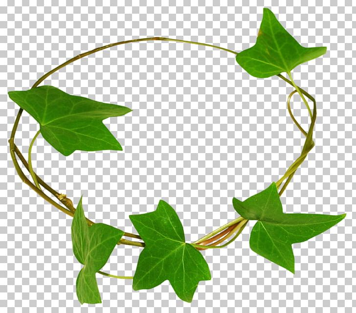 Ivy Bindweeds PNG, Clipart, 21 March, 2017, Advertising, Branch, Flower Free PNG Download