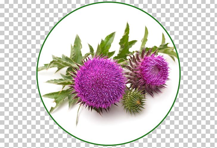 Paradise Herbs Milk Thistle Paradise Herbs Milk Thistle Silibinin PNG, Clipart, Antioxidant, Aster, Burdock, Daisy Family, Extract Free PNG Download