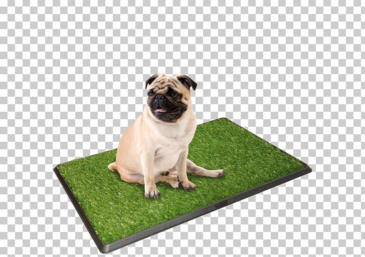 Pug Puppy American Bully Cat Pet PNG, Clipart, 4k Resolution, American Bully, Animal, Animals, Carnivoran Free PNG Download