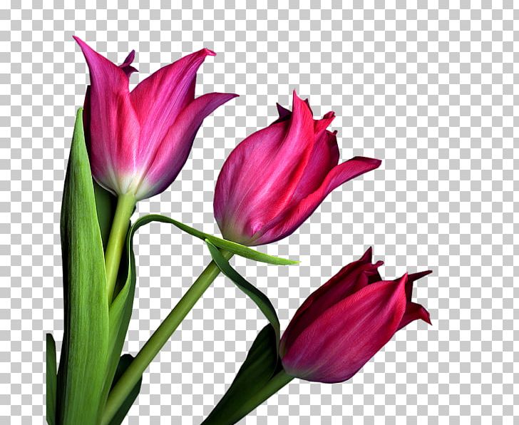 Tulip Cut Flowers Plant Stem Petal PNG, Clipart, Cut Flowers, Flower, Flowering Plant, Lily Family, Magenta Free PNG Download