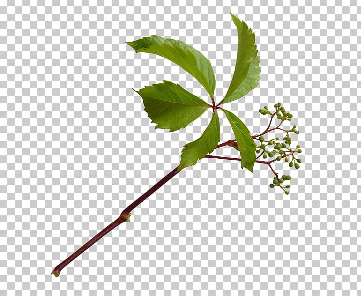 Twig Leaf Plant Stem Autumn Cut Flowers PNG, Clipart, Art Museum, Autumn, Branch, Cut Flowers, Download Free PNG Download
