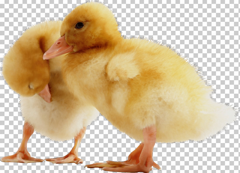 Bird Chicken Beak Duck Water Bird PNG, Clipart, Beak, Bird, Chicken, Duck, Ducks Geese And Swans Free PNG Download