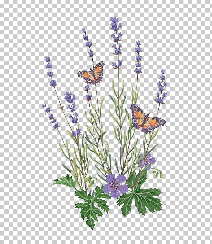 English Lavender Butterfly French Lavender Illustration PNG, Clipart, Butterflies, Butterflies And Moths, Butterfly Group, Butterfly Wings, Cut Flowers Free PNG Download