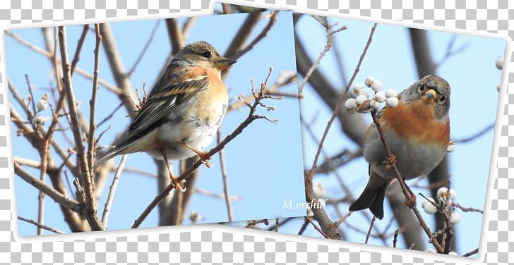 House Sparrow Finch Wren American Sparrows PNG, Clipart, American Sparrows, Beak, Bird, Branch, Emberizidae Free PNG Download