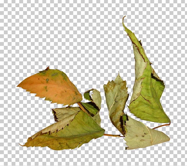 Leaf RGB Color Model PNG, Clipart, Anthology, Autumn, Butterfly, Color, Computer Software Free PNG Download