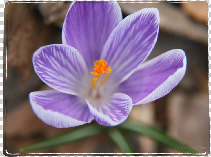 Crocus Violet Purple Iridaceae Flower PNG, Clipart, Crocus, Family, Flora, Flower, Flowering Plant Free PNG Download