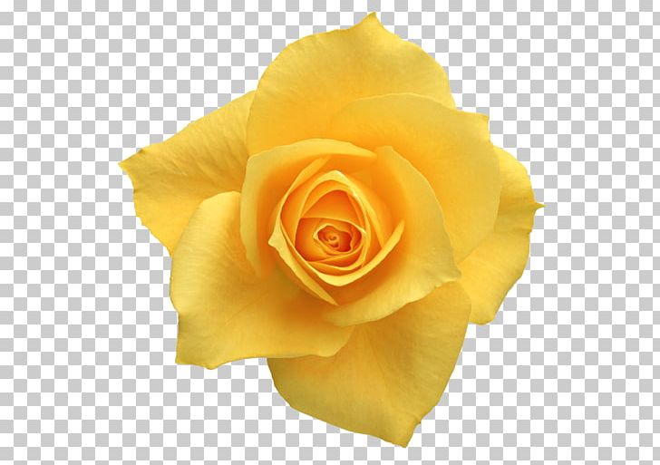 Flower Yellow Red Beach Rose White PNG, Clipart, Beach Rose, Blue Rose, Closeup, Color, Cut Flowers Free PNG Download