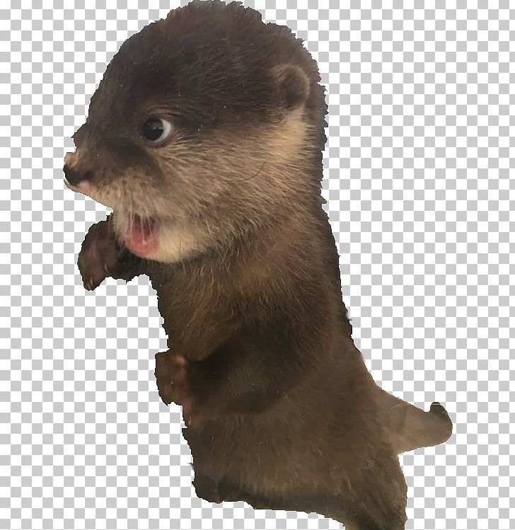 Giant Otter Mink North American River Otter PNG, Clipart, Agape, Anyone, Beaver, Carnivoran, Com Free PNG Download