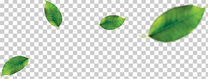 Green Tea Matcha Leaf PNG, Clipart, Apple, Banana Leaf, Black Tea, Food Drinks, Green Free PNG Download