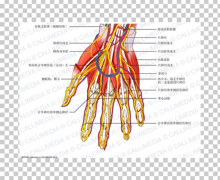 Nerve Muscle Blood Vessel Anatomy Human Body PNG, Clipart, Anatomy, Area, Arm, Blood Vessel, Diagram Free PNG Download