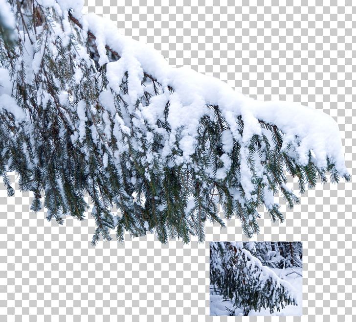 Tree Snow Branch Pine Winter PNG, Clipart, Branch, Christmas Tree, Conifer, Conifers, Evergreen Free PNG Download