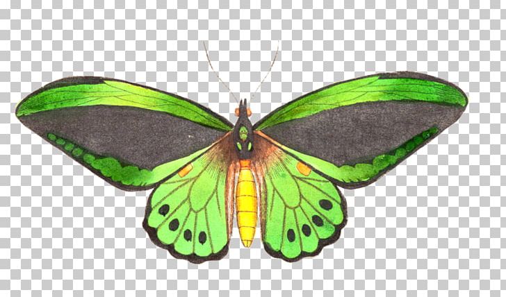 Brush-footed Butterflies Butterfly Pieridae Insect Silkworm PNG, Clipart,  Free PNG Download