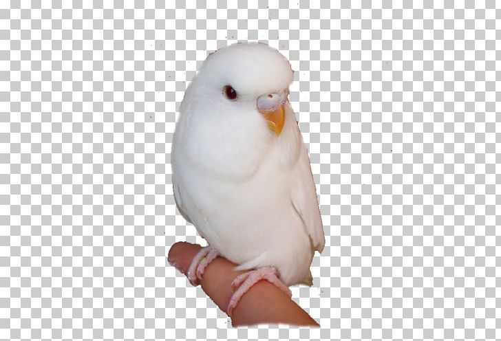 Budgerigar Cockatoo Lovebird Parakeet PNG, Clipart, Animals, Background White, Beak, Bird, Birds Free PNG Download