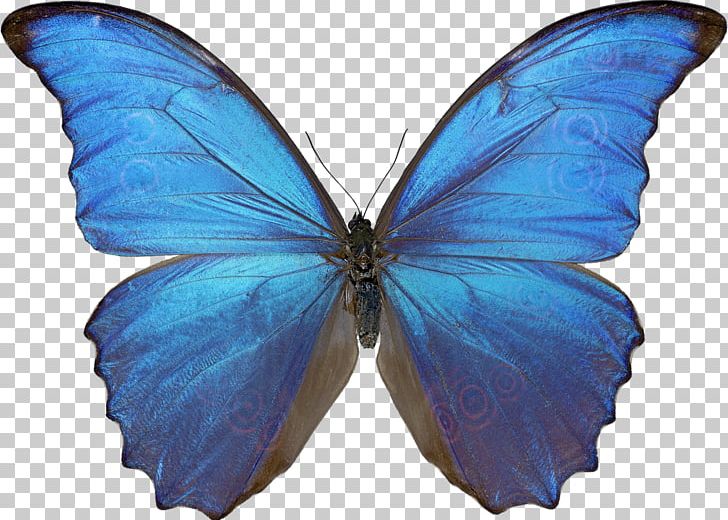 Butterfly Menelaus Blue Morpho Morpho Didius Morphinae PNG, Clipart, Blue, Brush Footed Butterfly, Butterfly, Deco, Glitter Free PNG Download