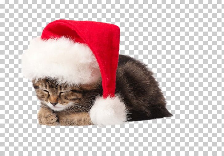 Kitten Cat Santa Claus Puppy Christmas PNG, Clipart, Animals, Carnivoran, Cat, Cat Like Mammal, Christmas Free PNG Download