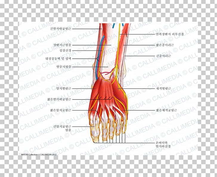 Muscle Nerve Thumb Foot Muscular System PNG, Clipart, Anatomy, Arm, Blood Vessel, Diagram, Finger Free PNG Download