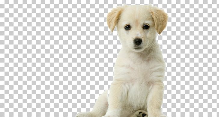Puppy Golden Retriever Siberian Husky Kitten Dog Training PNG, Clipart, Animals, Carnivoran, Companion Dog, Cuteness, Desktop Wallpaper Free PNG Download