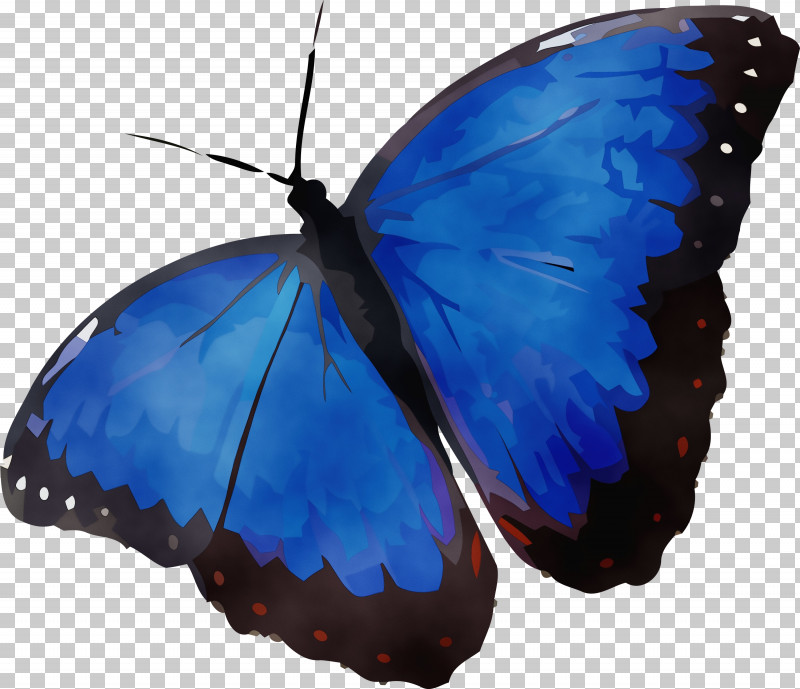 Insect Butterflies Brush-footed Butterflies Microsoft Azure Lepidoptera PNG, Clipart, Brushfooted Butterflies, Butterflies, Insect, Lepidoptera, Microsoft Azure Free PNG Download