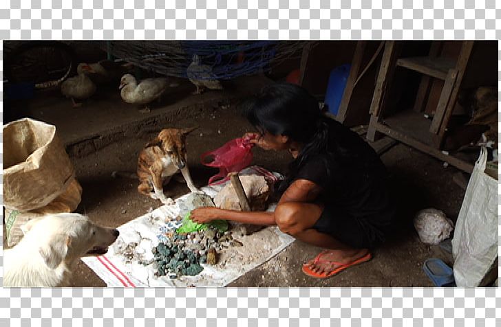Dog Breed Puppy Artisanal Mining Camarines Norte PNG, Clipart, Carnivoran, Dog, Dog Breed, Dog Breed Group, Dog Like Mammal Free PNG Download