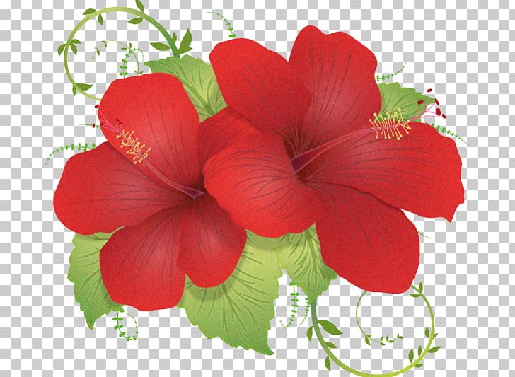 Flower PNG, Clipart, Annual Plant, Cari, China Rose, Chinese Hibiscus, Deco Free PNG Download