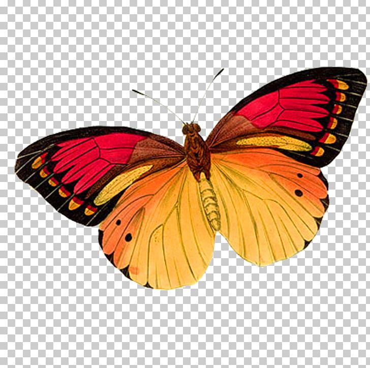 Monarch Butterfly Pink PNG, Clipart, Arthropod, Blue Butterfly, Brush Footed Butterfly, Butterflies, Butterfly Free PNG Download