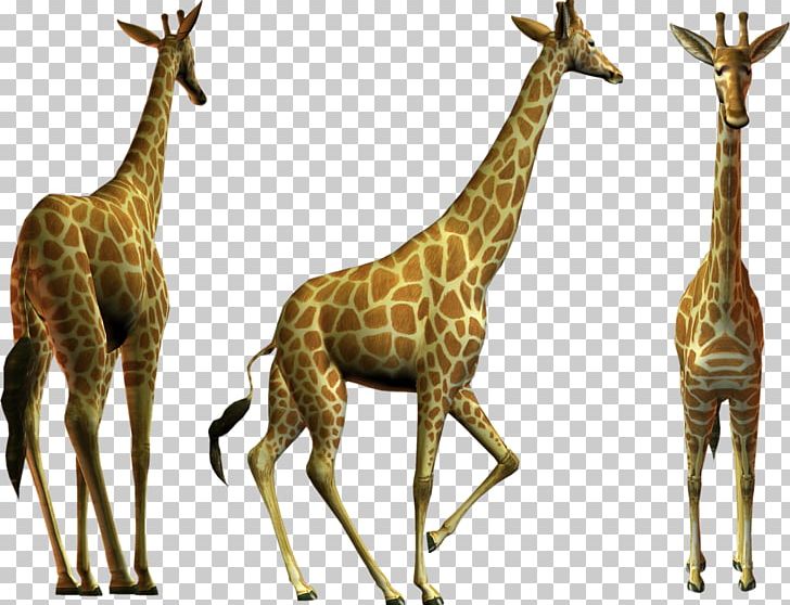 Northern Giraffe PNG, Clipart, Animation, Deer, Desktop Wallpaper, Download, Fauna Free PNG Download